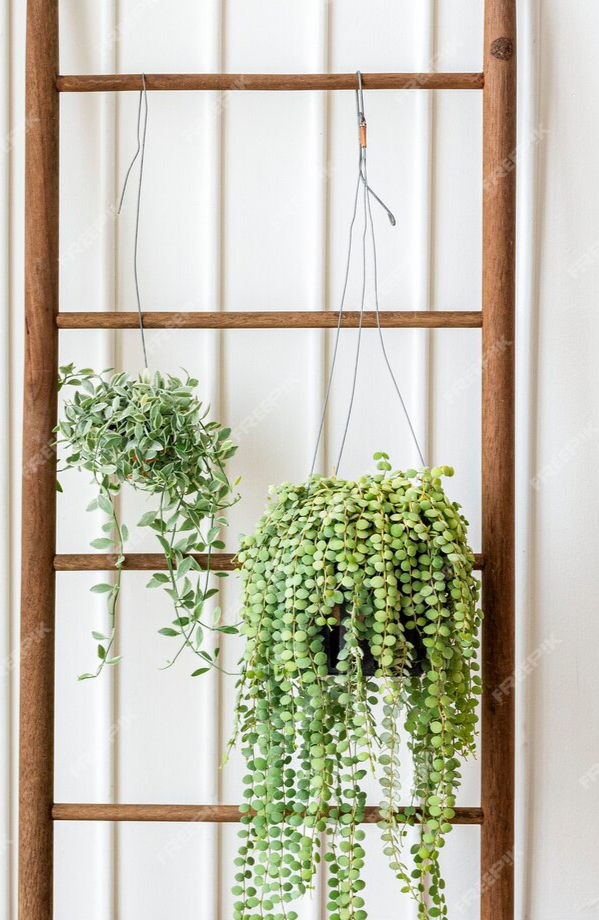 Hanging plant 